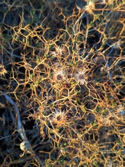 Sarcopoterium spinosum