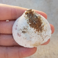 Laevicardium crassum