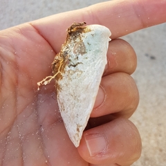 Laevicardium crassum