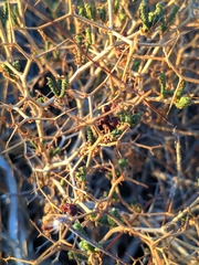 Sarcopoterium spinosum