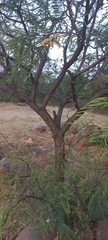 Senegalia caffra