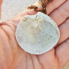 Dosinia exoleta