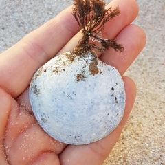 Dosinia exoleta