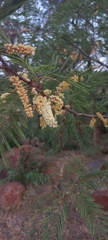 Senegalia caffra