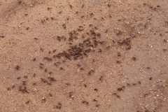 Pogonomyrmex rugosus