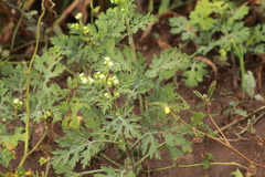 Parthenium bipinnatifidum