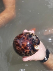 Cypraea tigris