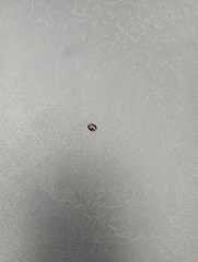 Exochomus quadripustulatus