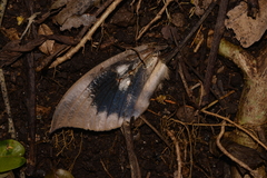 Phyllodes imperialis