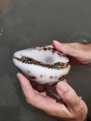 Cypraea tigris
