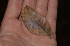 Phyllodes imperialis