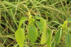 Acalypha ostryifolia