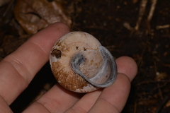 Sphaerospira fraseri