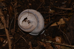 Sphaerospira fraseri