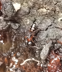 Camponotus quadrinotatus