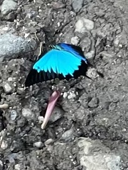 Papilio ulysses