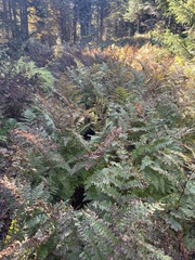 Dryopteris campyloptera