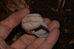 Sphaerospira fraseri