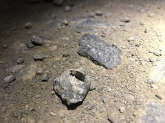 Atyphella scintillans