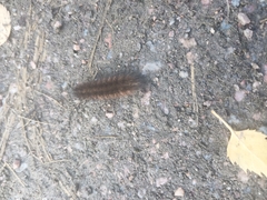 Spilosoma lubricipeda