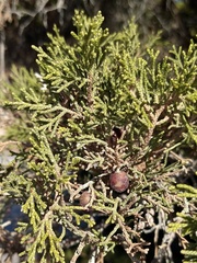 Juniperus turbinata