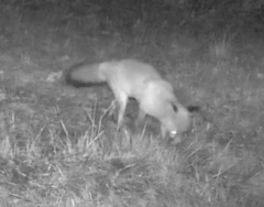 Vulpes vulpes crucigera