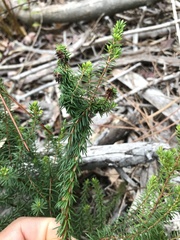 Erica erigena