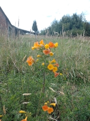 Streptosolen