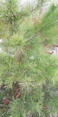 Pinus sylvestris