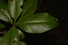 Croton acronychioides