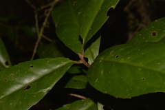 Croton acronychioides