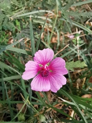 Althaea cannabina