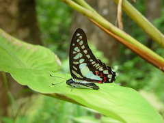 Graphium evemon