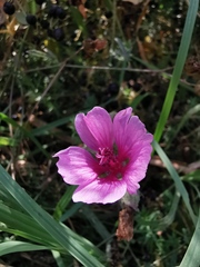 Althaea cannabina
