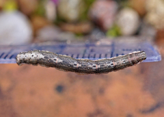 Xanthorhoe fluctuata