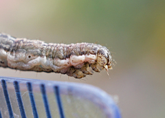 Xanthorhoe fluctuata