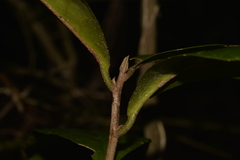 Croton acronychioides