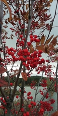 Sorbus aucuparia