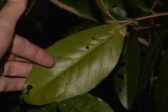Croton acronychioides