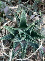 Asphodeloideae