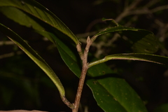 Croton acronychioides