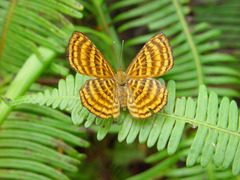 Zemeros emesoides