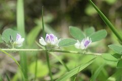 Lespedeza pilosa