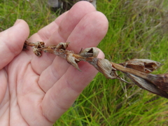 Philydrum lanuginosum