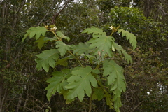 Solanum chrysotrichum