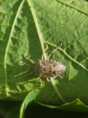 Rhaphigaster nebulosa