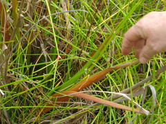 Philydrum lanuginosum