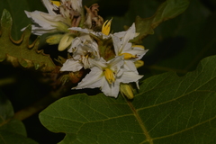 Solanum chrysotrichum