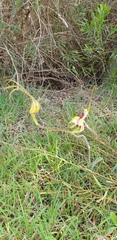 Caladenia tentaculata