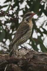 Acanthagenys rufogularis